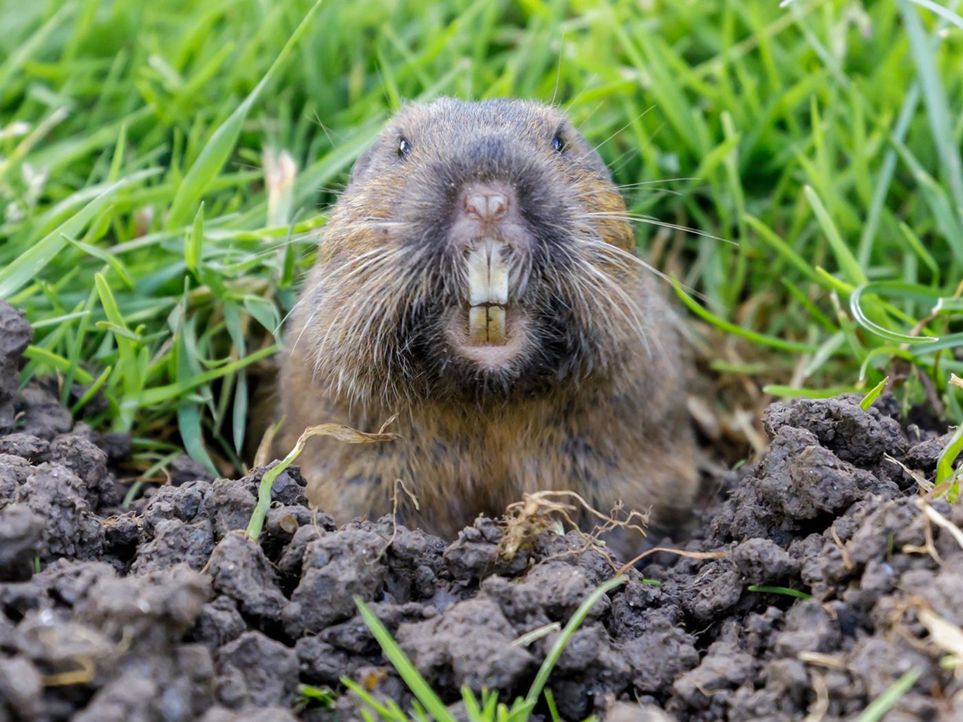 10 Surprising Facts About Gophers You May Not Know 2