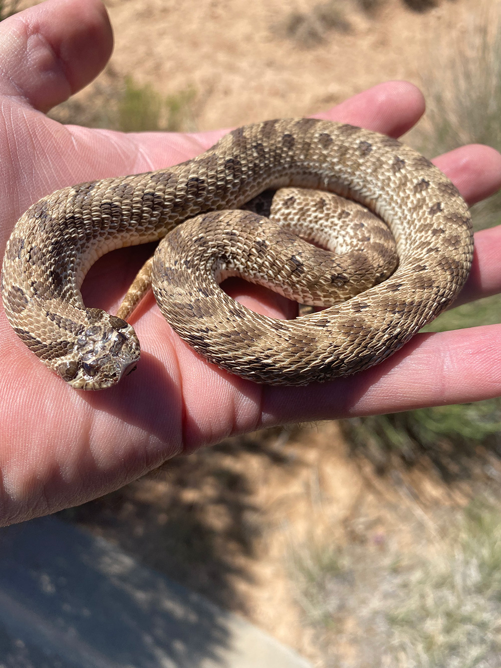 Rattlesnake Removal 1