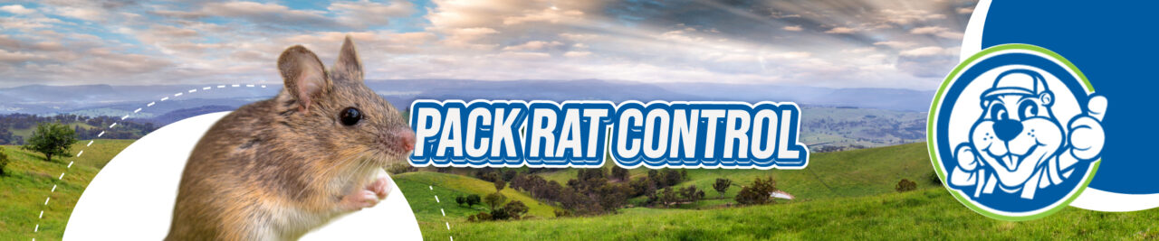 Pack Rat In House Pack Rat Control - Gopher Guys, LLC - Effective Pack Rat Removal Today!